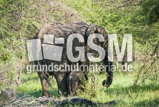 Afrikanischer Elefant (99 von 131).jpg